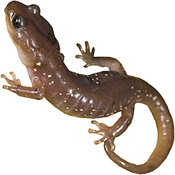 Arboreal Salamander
